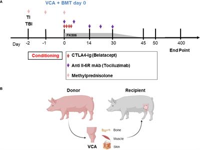 Tolerance of a Vascularized Composite Allograft Achieved in MHC Class-I-mismatch Swine via Mixed Chimerism